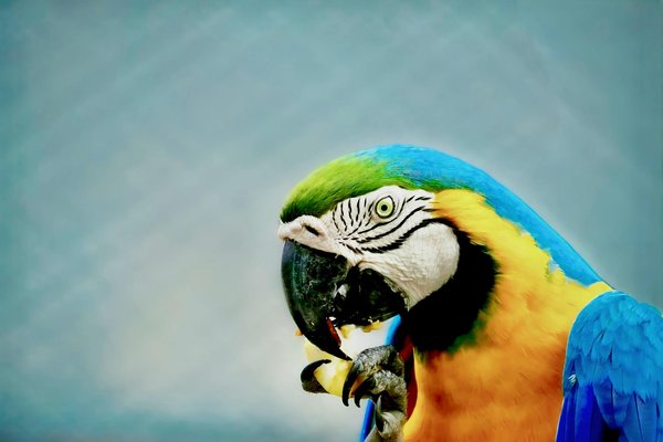 Coussins pour chiens : confort, style et bien-être au quotidien