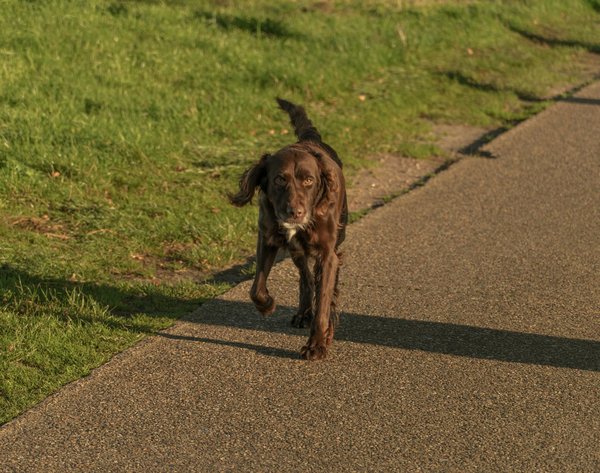 Couchages de luxe pour chiens : une dépense extravagante ou nécessaire ?