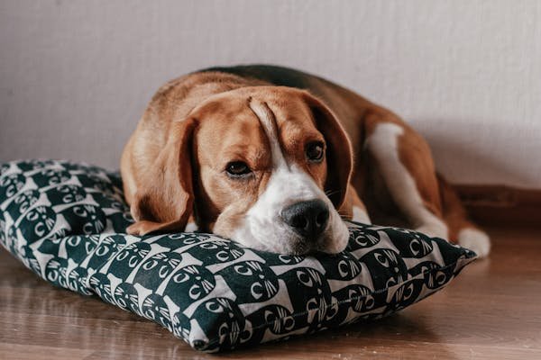 Découvrez le coussin pour chien idéal pour votre compagnon